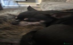Chug dogs for sale: 2 puppy chugs for sale  - Image 7