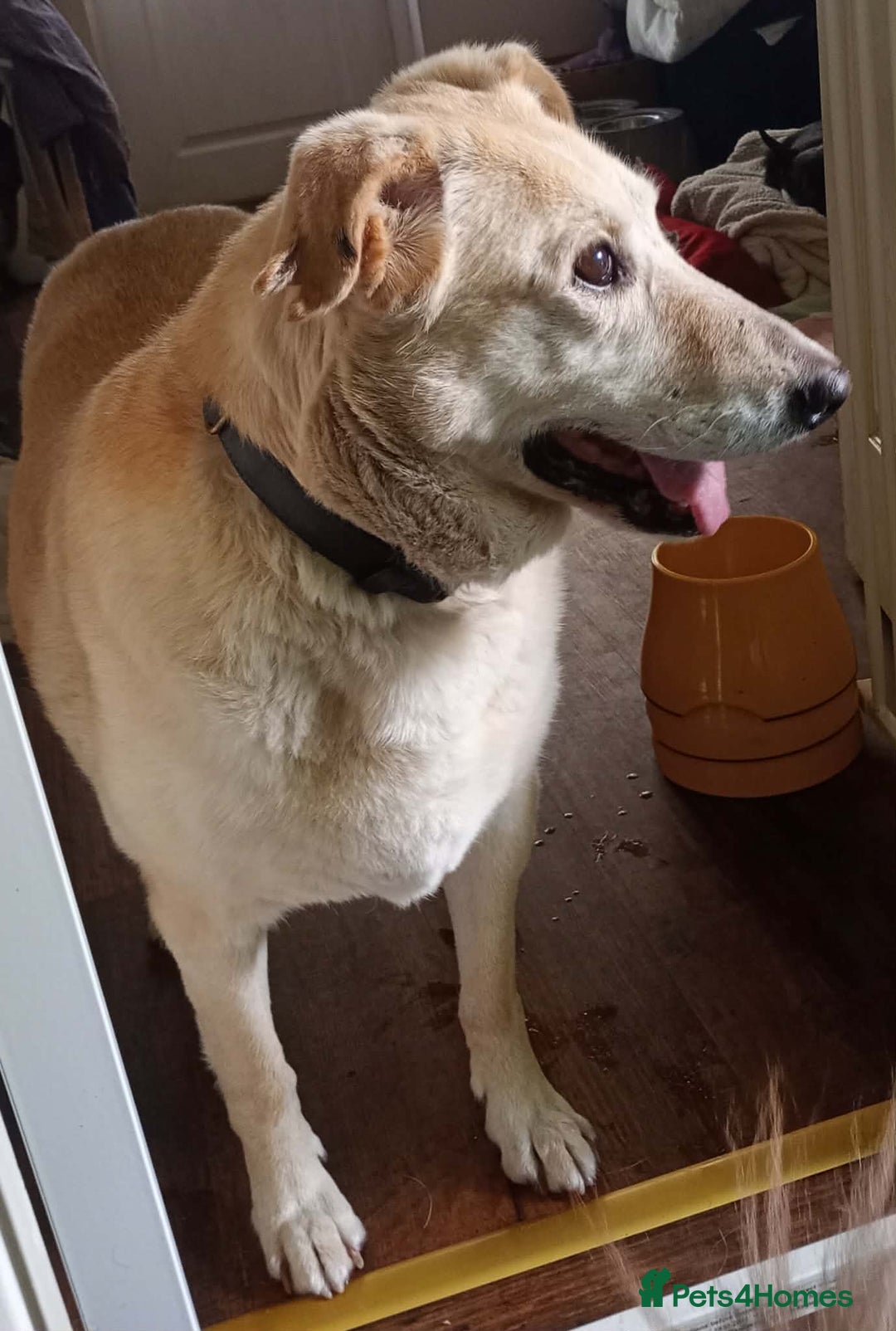 Mixed Breed dogs for adoption: 💖 Meet Kim (or Kimmie!) - Advert 3