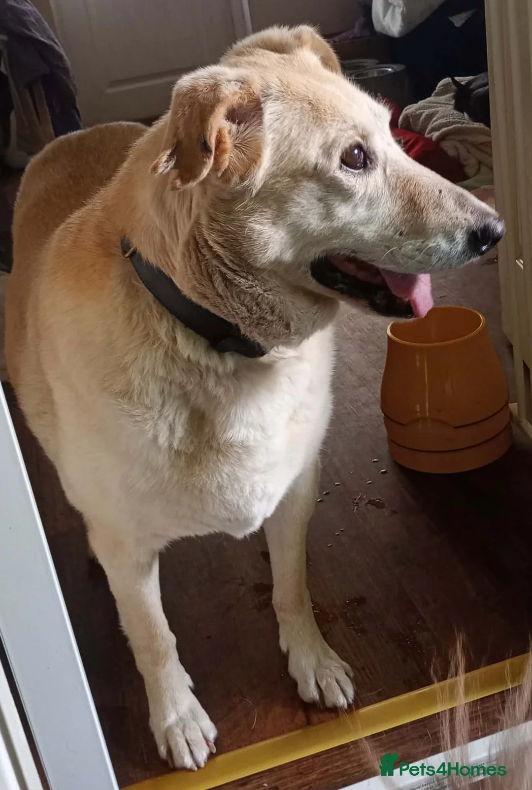 Mixed Breed dogs for adoption: 💖 Meet Kim (or Kimmie!) - Advert 3