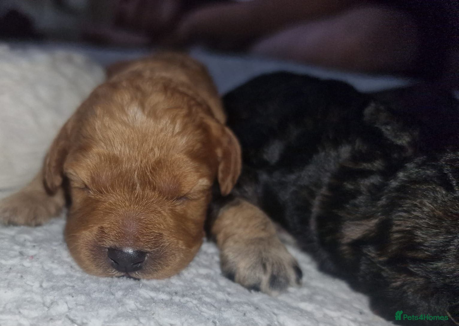 Cavapoo dogs Cavapoos poodle/cavapoos outstanding puppies - Advert 1