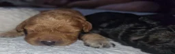Cavapoo dogs for sale: Cavapoos poodle/cavapoos outstanding puppies - Advert 1