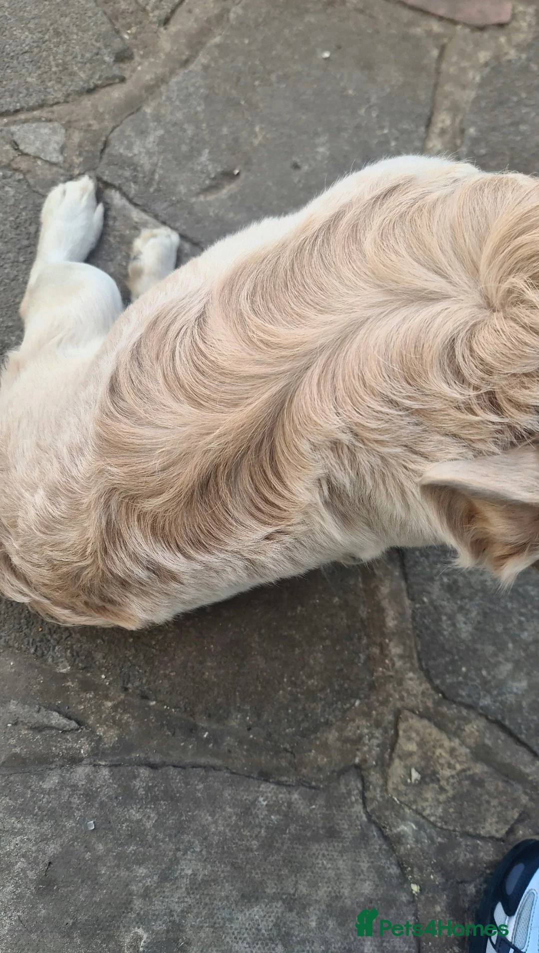 French Bulldog dogs for stud: ✨ Elite Fluffy French Bulldog Stud Available ✨ - Advert 2