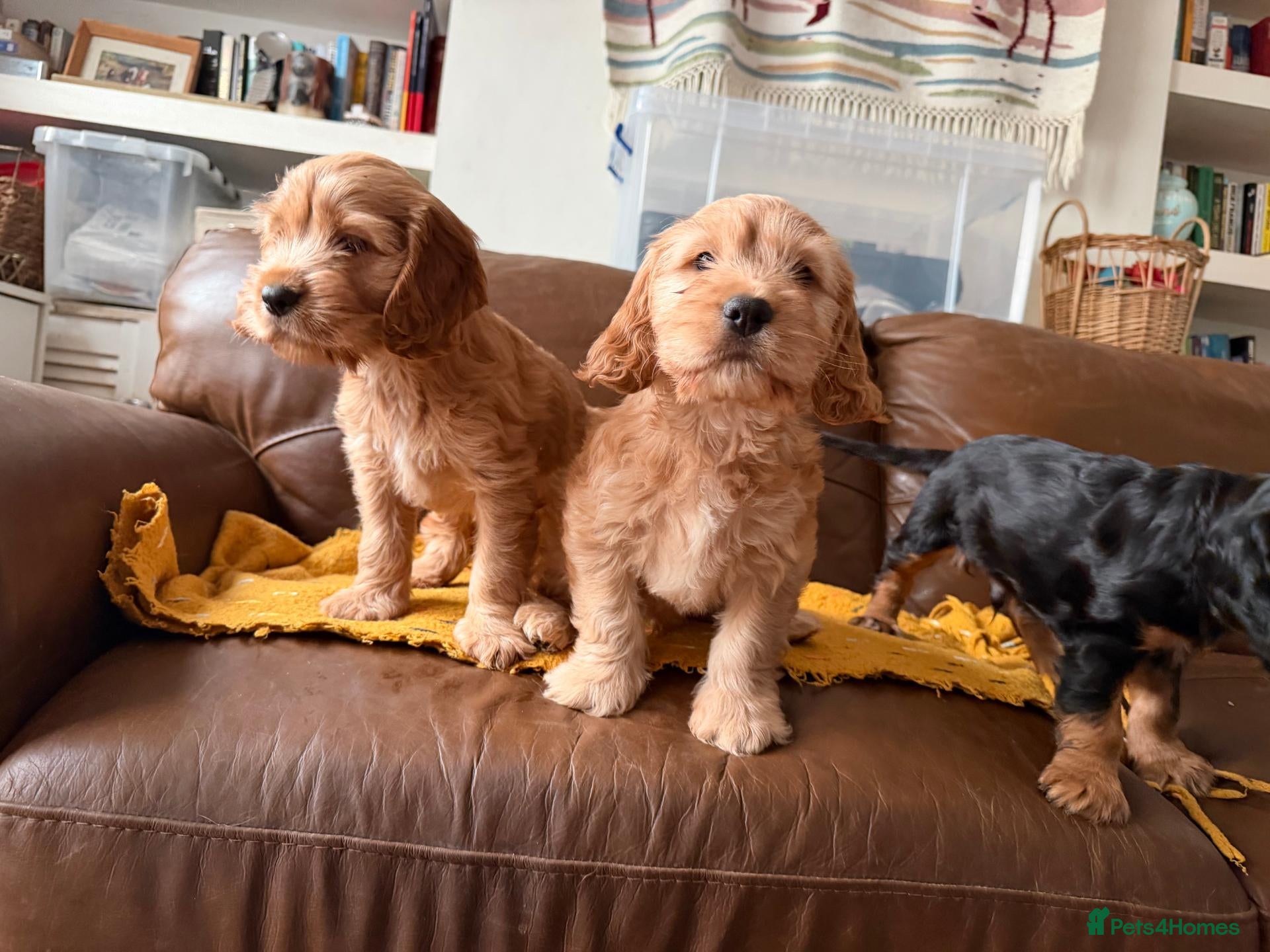 Cockapoo dogs Stunning Cockapoo F1 puppies  - Advert 2