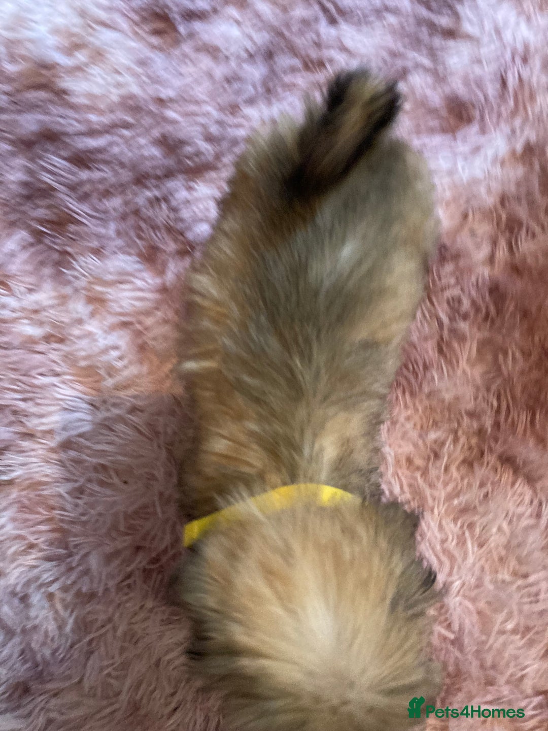 Lhasa Apso dogs for sale: Lhasa Apso Puppies 🐶  - Image 27