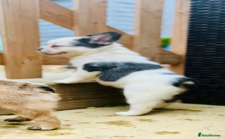 French Bulldog dogs - Advert 1