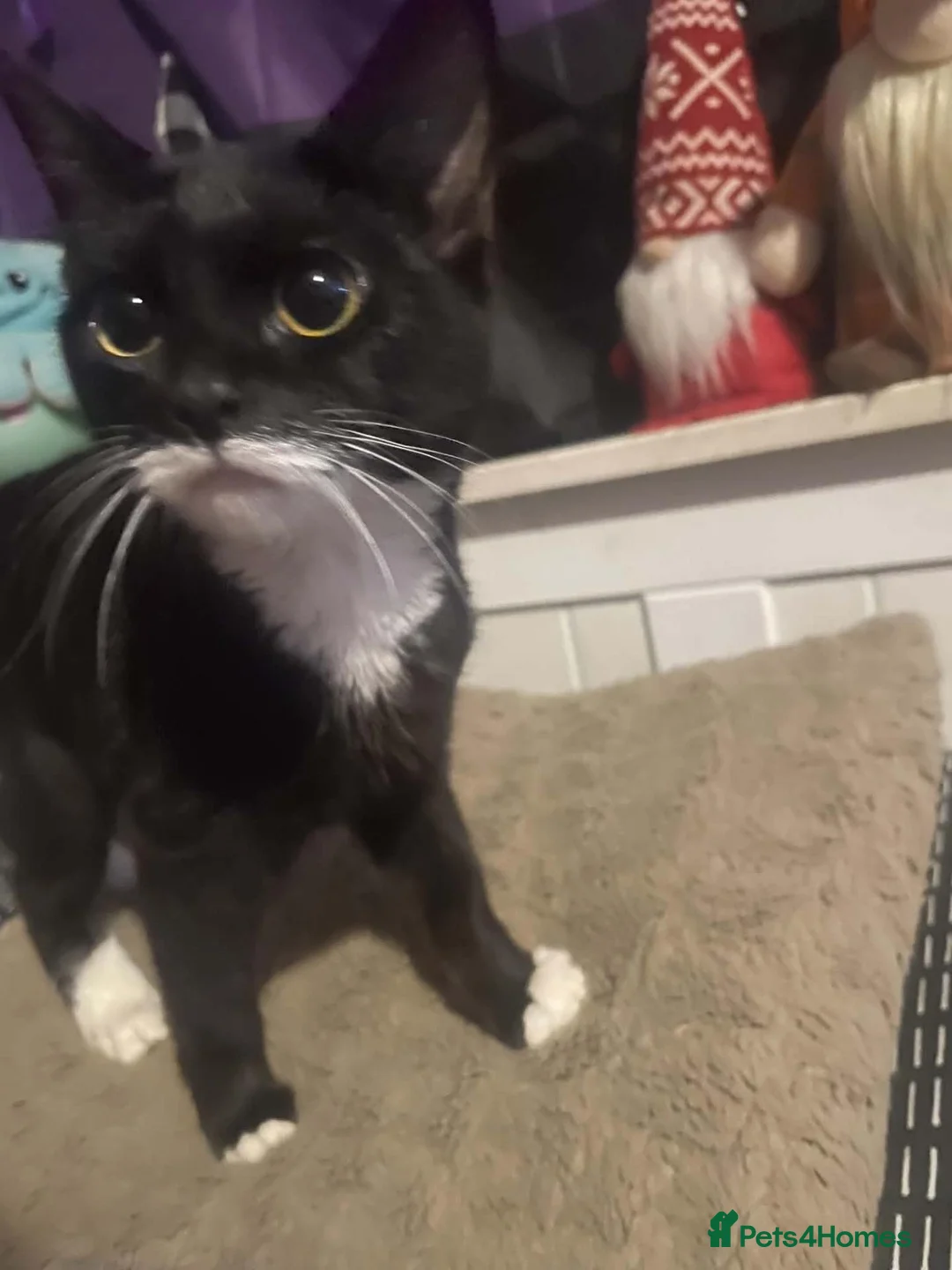 Mixed Breed cats for sale: Kittens ready now - Advert 1