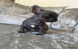 French Bulldog dogs for sale: REDUCED & READY TO LEAVE 1BOY LEFT French bulldog - Image 7