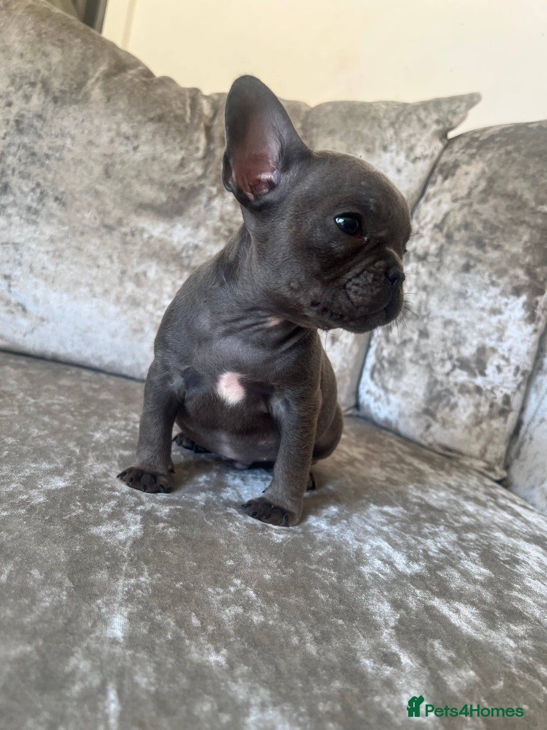 French Bulldog dogs for sale: REDUCED & READY TO LEAVE 1BOY LEFT French bulldog - Image 7