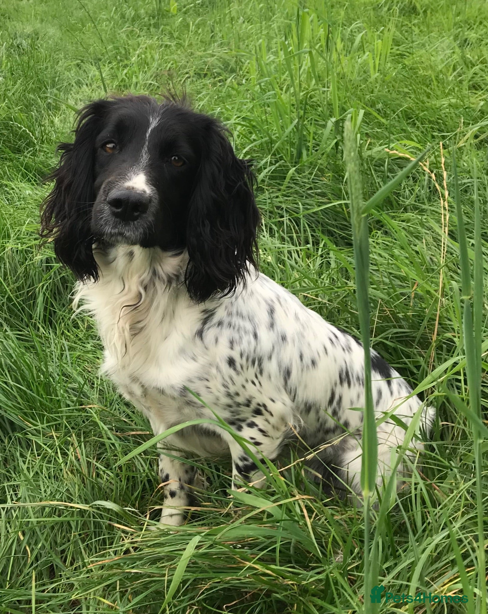 English Springer Spaniel dogs Exciting Prospects - Advert 1