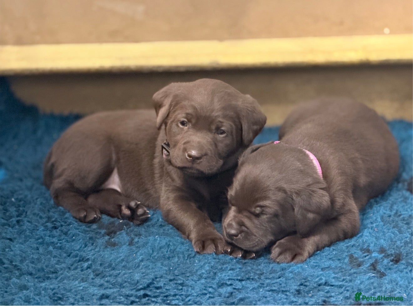 Labrador Retriever dogs Chunky KC Registered Chocolate Labrador Puppies - Advert 1