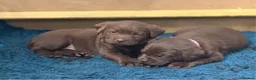 Labrador Retriever dogs for sale: Chunky KC Registered Chocolate Labrador Puppies - Advert 1