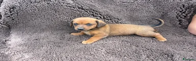 Mixed Breed 5