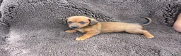 Mixed Breed dogs for sale: Dameranian - Advert 3