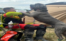 Cane Corso dogs for stud: For stud cane corso   - Image 1