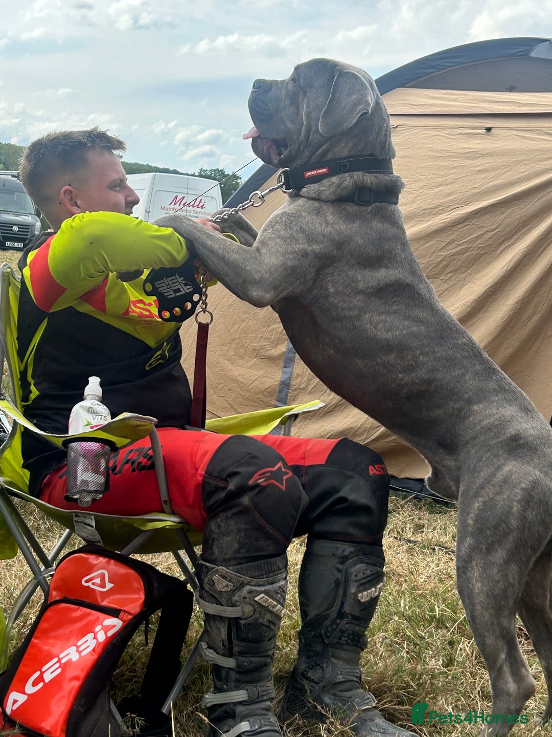 Cane Corso dogs for stud: For stud cane corso   - Image 1