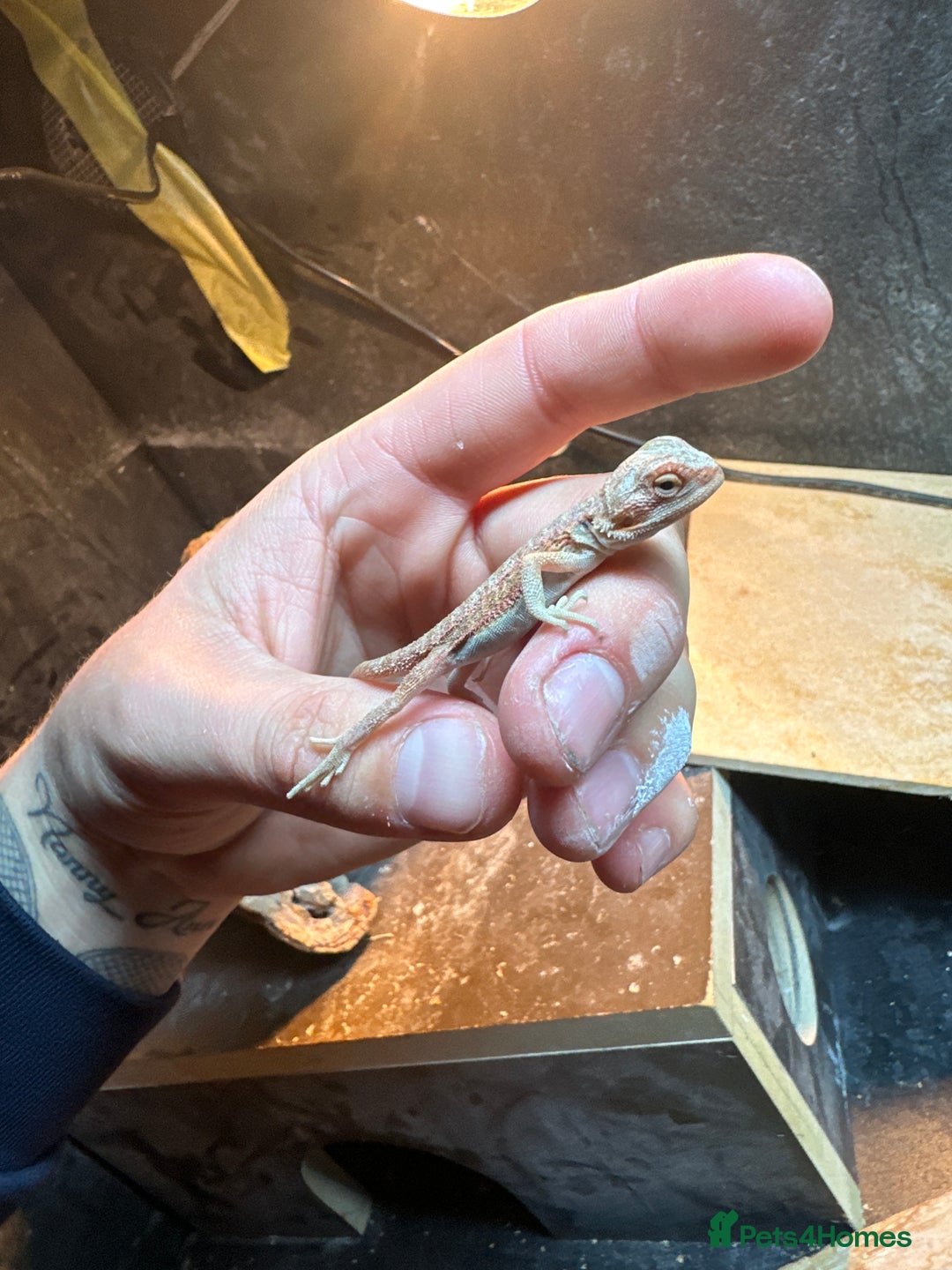 Bearded Dragon reptiles for sale: Beautiful bearded dragon babies for sale £100 - Image 6