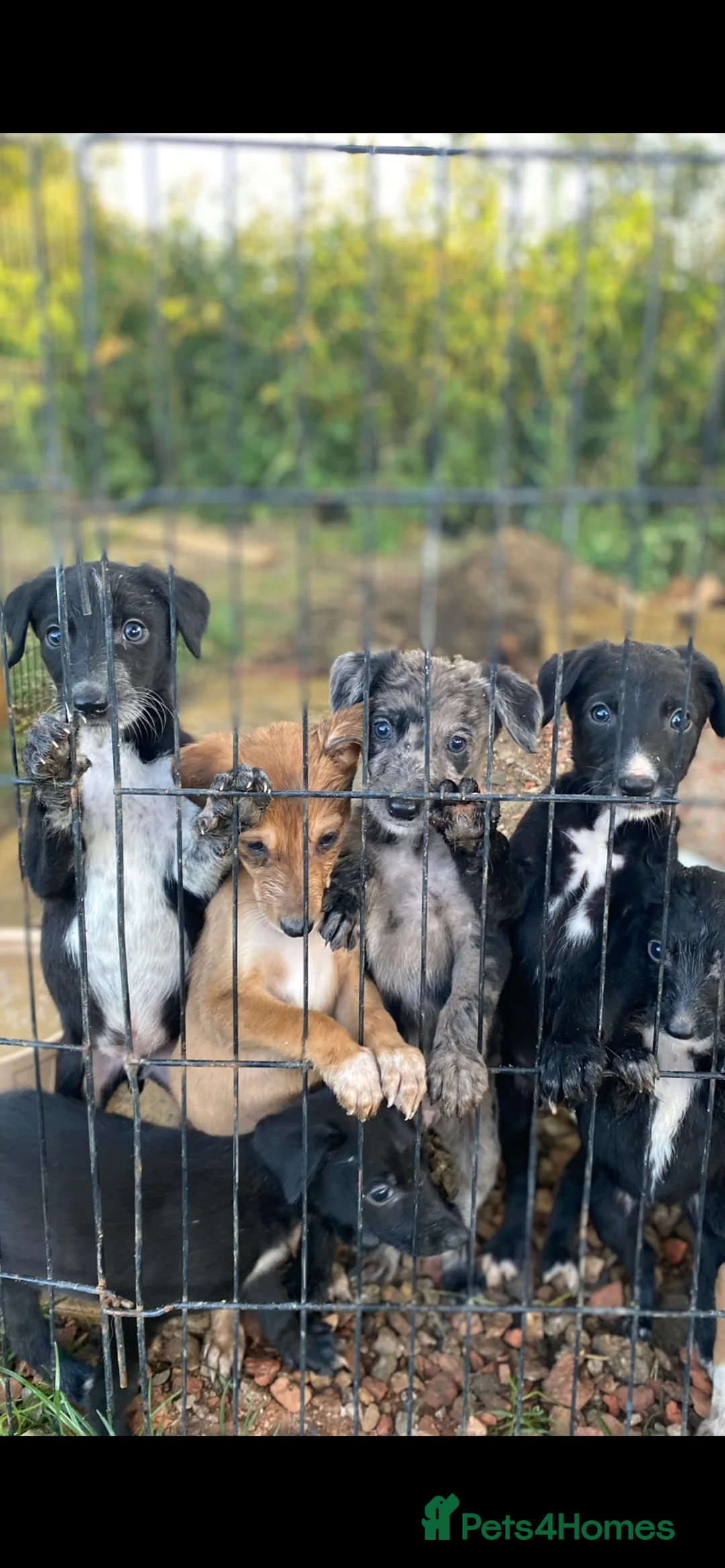 Lurcher dogs for sale: 4 Stunning lurcher puppies  - Advert 2