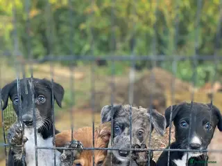 Lurcher dogs Stunning lurcher puppies - Advert 5