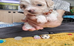 Maltipoo dogs for sale: F2 Mini Maltipoo,Toy size 4 boys - Image 13