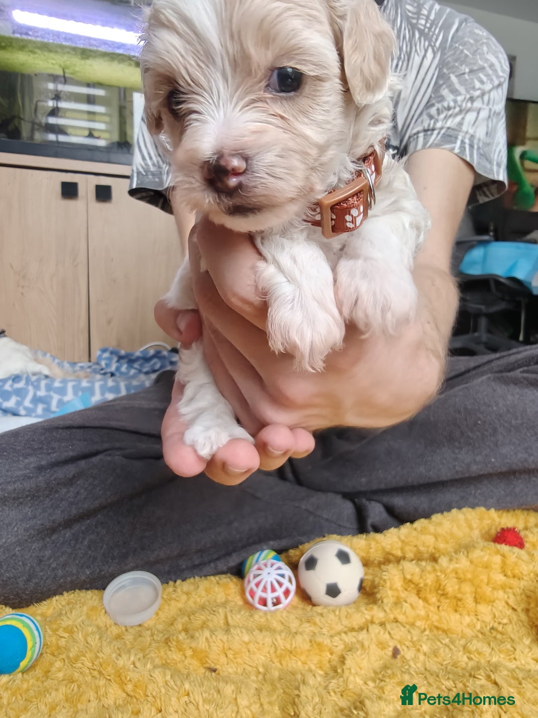 Maltipoo dogs for sale: F2 Mini Maltipoo,Toy size 4 boys - Image 13