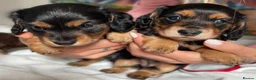 Miniature Dachshund dogs for sale: Black&Tan Puppies Looking for Their Forever Homes! - Advert 3