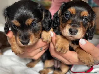 Miniature Dachshund dogs Black&Tan Puppies Looking for Their Forever Homes! - Advert 8