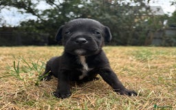 Jack Russell dogs for sale: Jack Russel terrier puppies for sale - Image 8