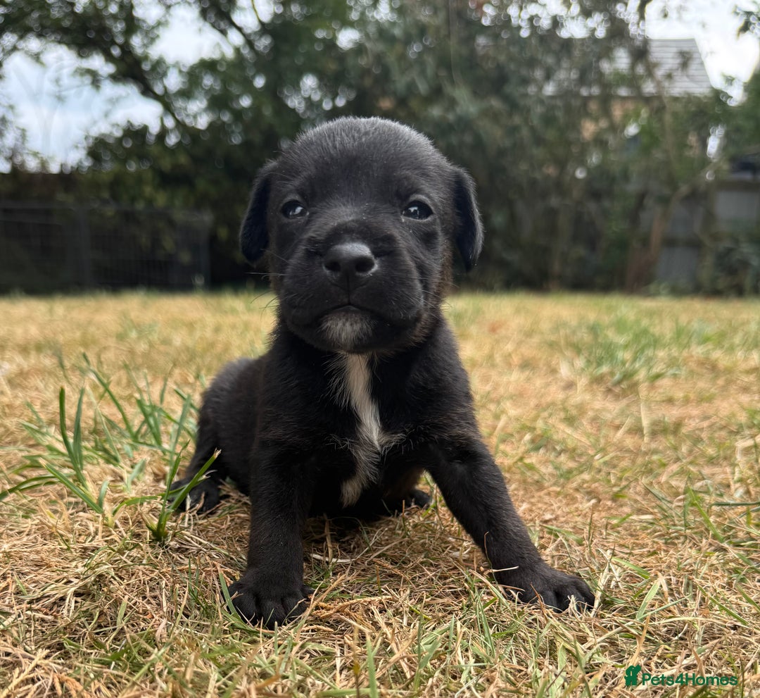 Jack Russell dogs for sale: Jack Russel terrier puppies for sale - Image 8
