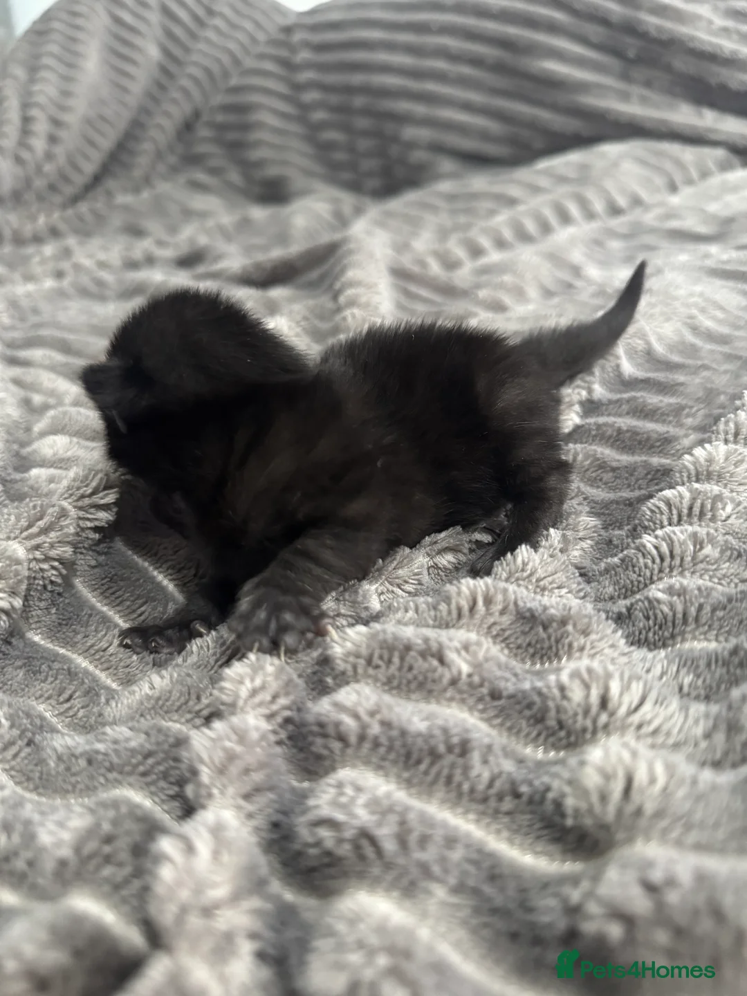 Mixed Breed cats for sale: TWO KITTENS LEFT!!! in Stoke-on-Trent - Advert 5