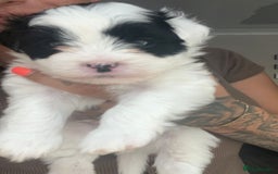 Mixed Breed dogs for sale: Pattapoo puppies  - Image 3