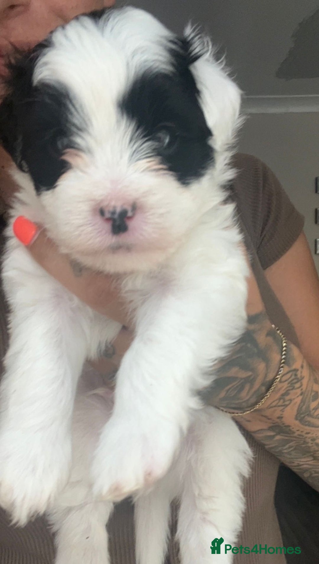 Mixed Breed dogs for sale: Pattapoo puppies  - Image 3