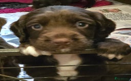 Sprocker dogs for sale: 6 beautiful Sprockers for sale - Image 2