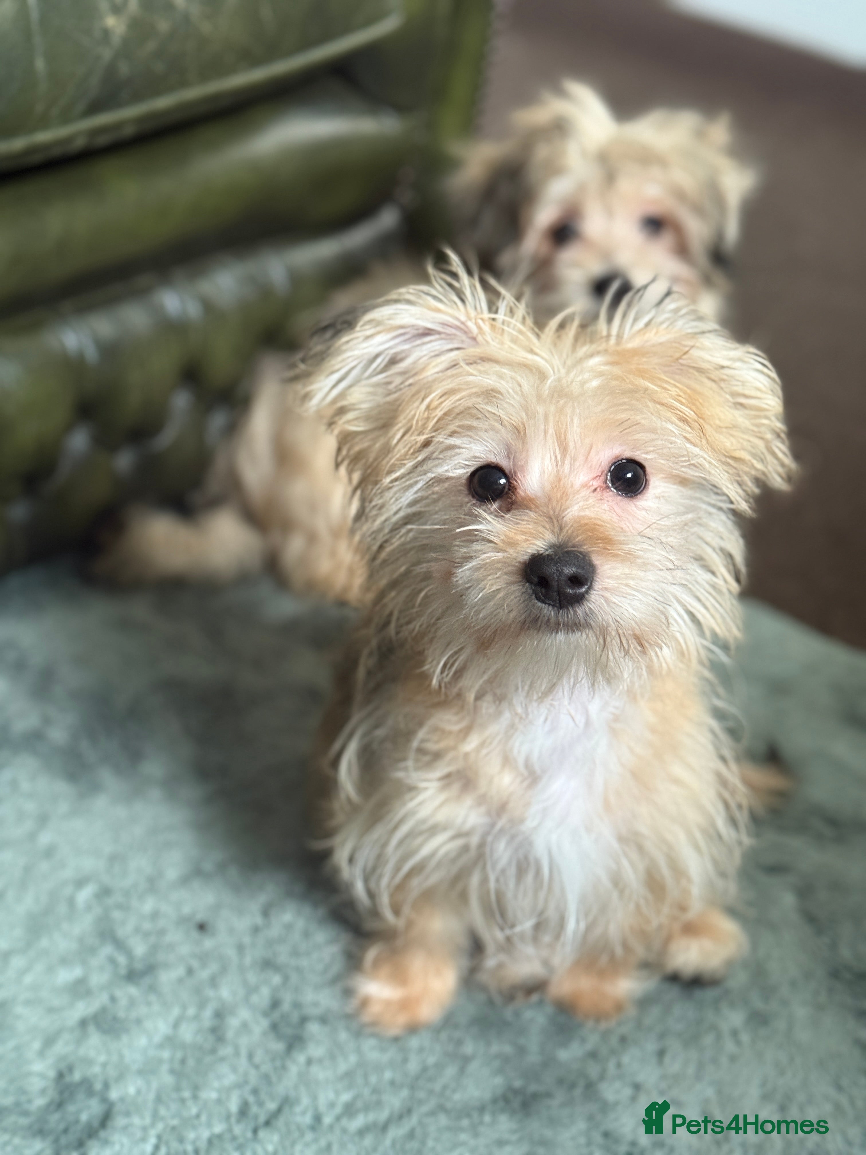 Mixed Breed dogs Ready to go! Unique mix - Maltese x JackChi Pups - Advert 4