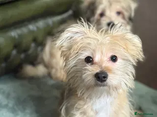 Mixed Breed dogs Ready to go! Unique mix - Maltese x JackChi Pups - Advert 13