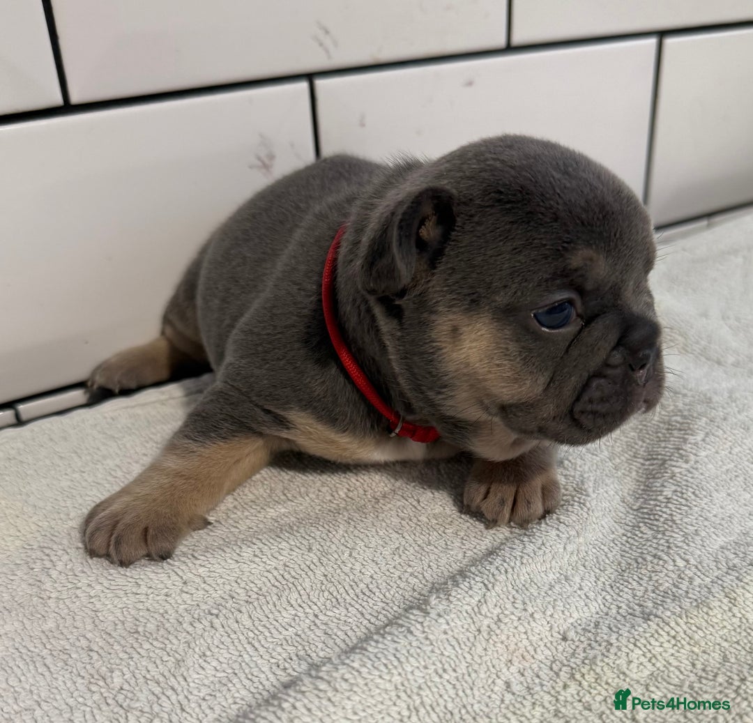 French Bulldog dogs for sale: French bulldog puppies - Image 2