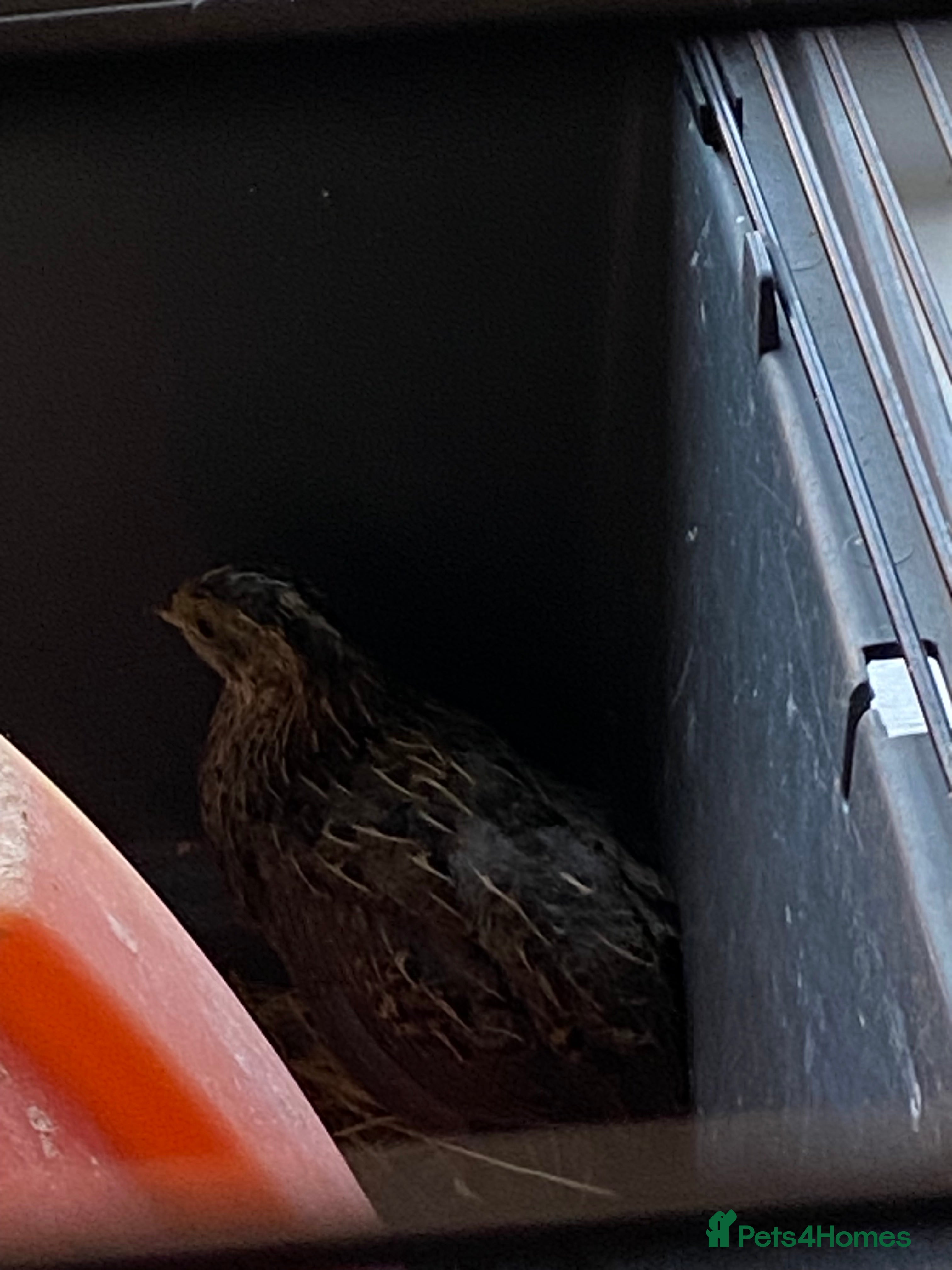 Quail poultry Chinese Painted Quail For Sale - Advert 1