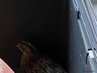 Quail poultry Chinese Painted Quail For Sale - Advert 8