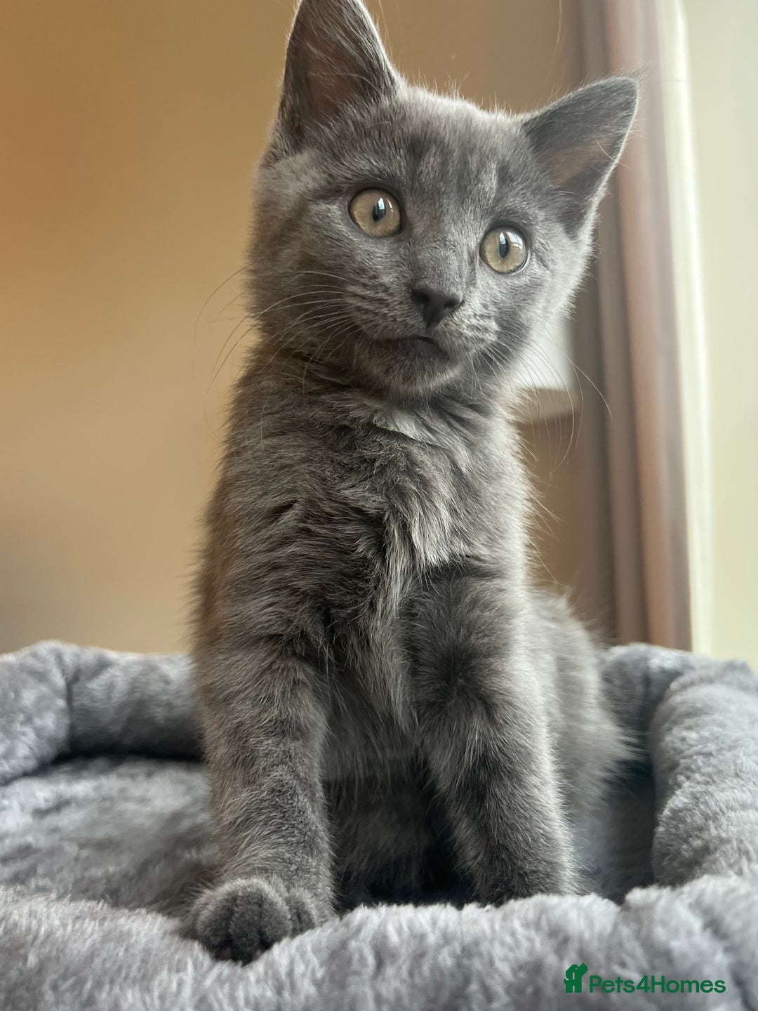 Russian Blue cats for sale: Meet Milo - Russian Blue Mix Kitten - Image 1