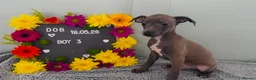 Italian Greyhound dogs for sale: Absolutely stunning Italian greyhounds - Advert 5