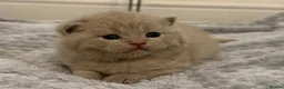 British Shorthair cats for sale: GCCF registered Lilac Kittens  - Advert 2