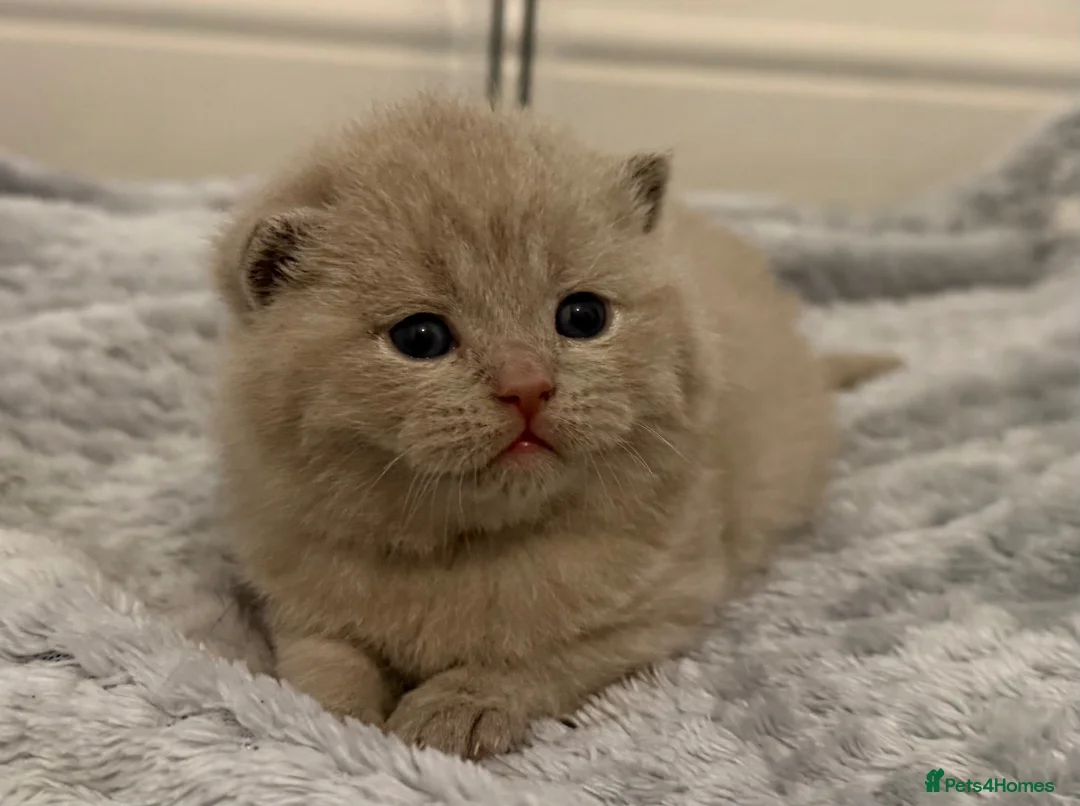British Shorthair cats for sale: GCCF registered Lilac Kittens  - Advert 2