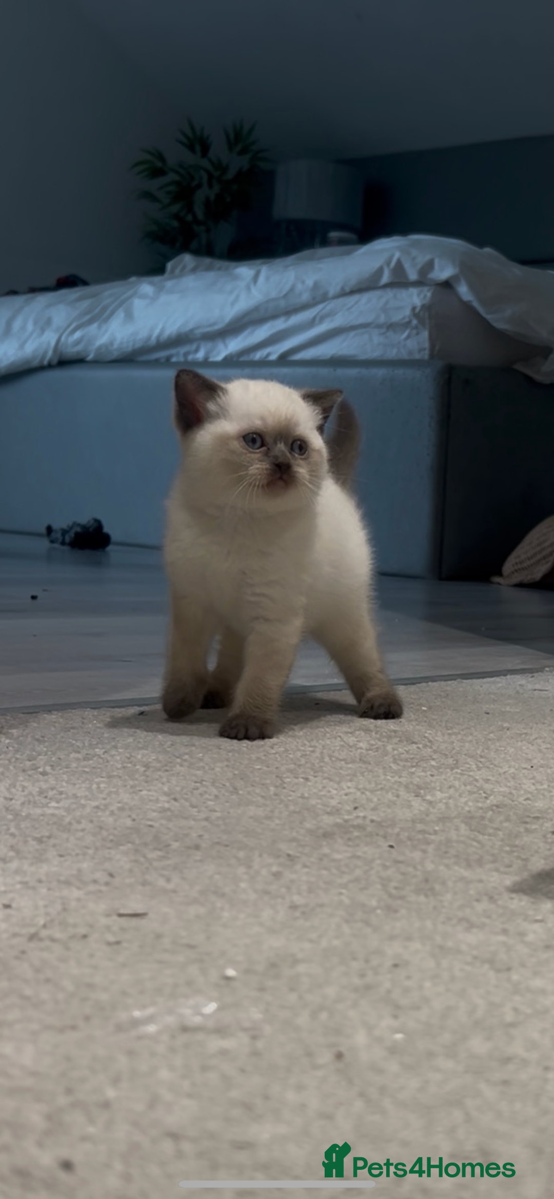 British Shorthair cats for sale: READY NOW SEAL POINTED BRITISH SHORTHAIR MALE in Ingatestone - Image 6