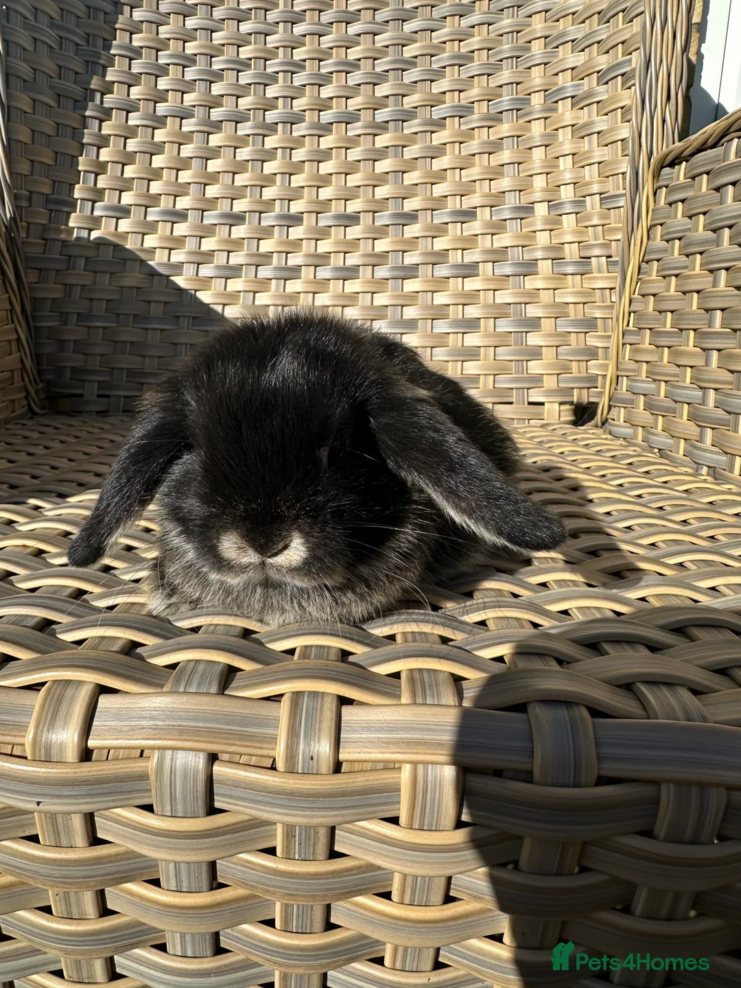 Mini Lop rabbits for sale: 4 handsome male mini lop baby brothers. - Advert 12