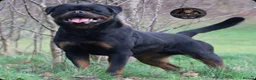 Rottweiler dogs for stud: Top KC Registered Rottweiler Stud Simba - Advert 4
