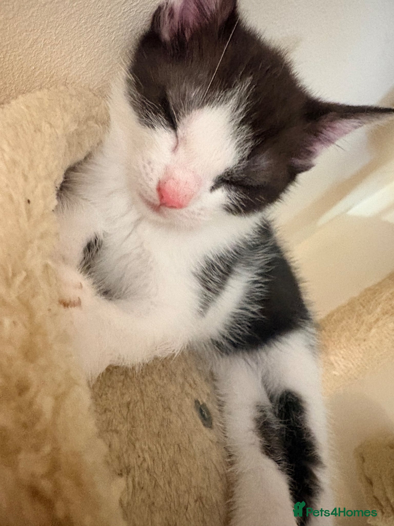 Domestic Shorthair cats Black and white playful kittens  - Advert 21