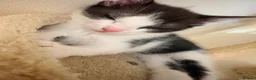 Domestic Shorthair cats for sale: STILL AVAILABLE- 2 black and white kittens  - Advert 1