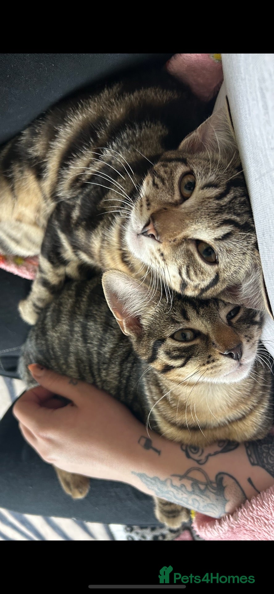 Mixed Breed cats 2 male tabby cats (brothers)  - Advert 1