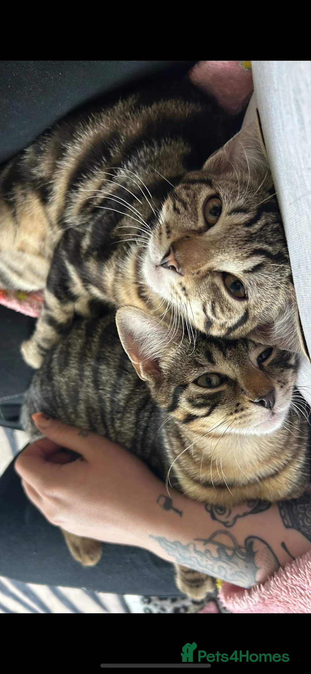 Mixed Breed cats for sale: 2 male tabby cats (brothers)  in Saint Helens - Advert 1