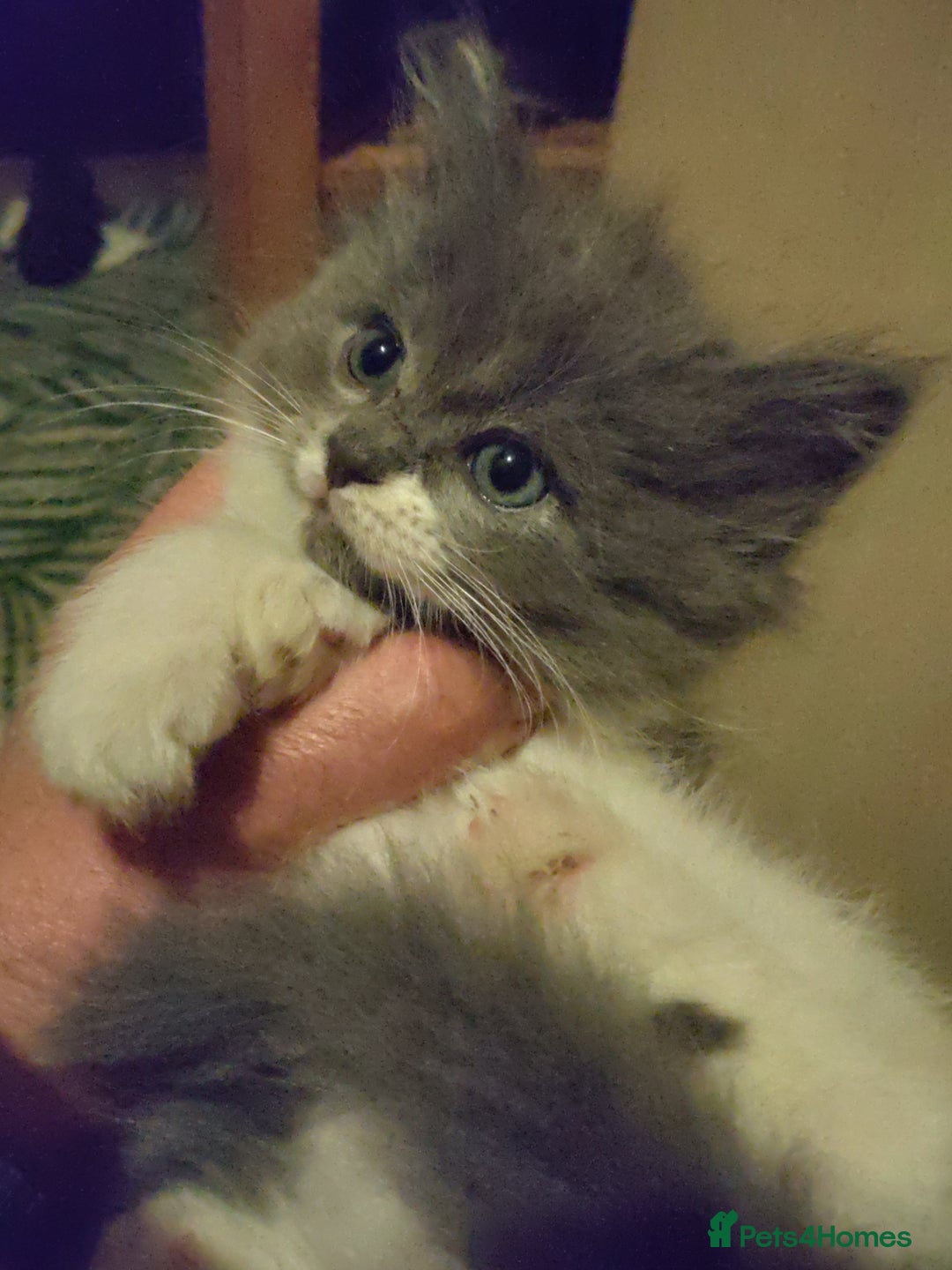 Mixed Breed cats for sale: Cross ragdoll Persian kittens  - Advert 6