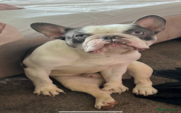 French Bulldog dogs for sale: Male French Bulldog - Image 2
